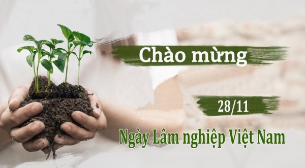 HardyWood & TOPDECO: Đồng hành cùng ngành lâm nghiệp vì tương lai xanh